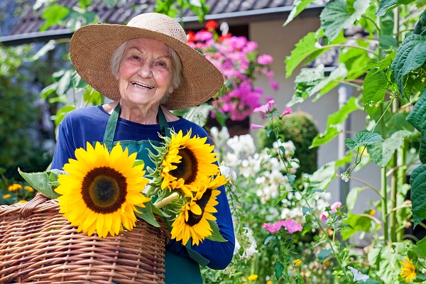 Older woman in the garden with sunflowers in a basket
